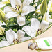 eyeliner asiatic lily (white) - bulbs (set of 5)