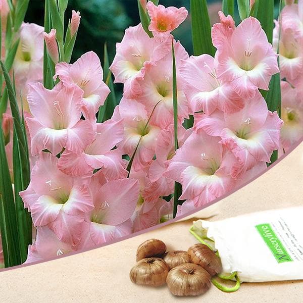gladiolus big time supreme (pink) - bulbs (set of 10)