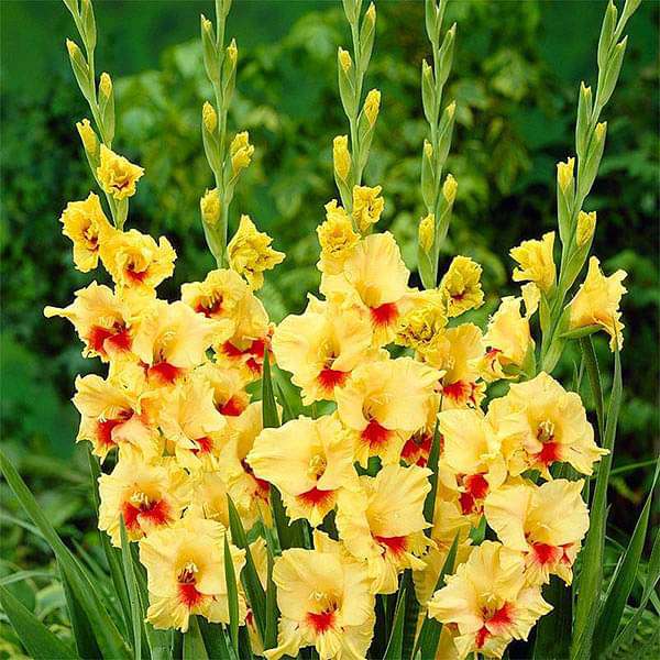 gladiolus jester (yellow - bulbs (set of 10)
