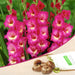 gladiolus (pink - bulbs (set of 10)