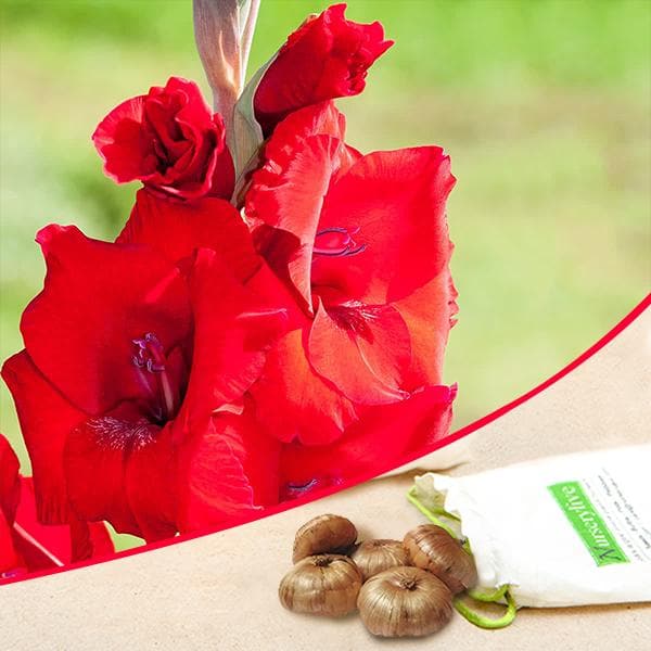 gladiolus read majesty (red) - bulbs (set of 10)
