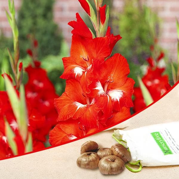 gladiolus (red - bulbs (set of 10)