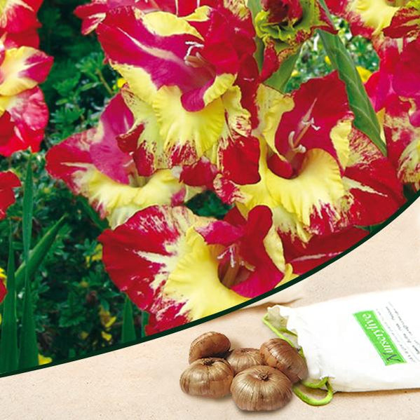 Buy Red Flower Bulbs online from Nurserylive at lowest price.