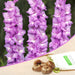 gladiolus vadetta (violet - bulbs (set of 10)