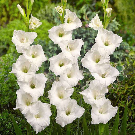 gladiolus white prosperity (white) - bulbs (set of 10)
