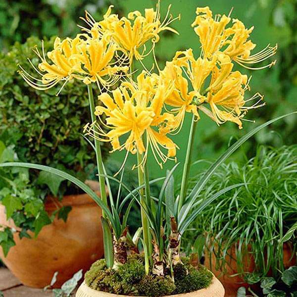 golden spider lily - bulbs (set of 5)