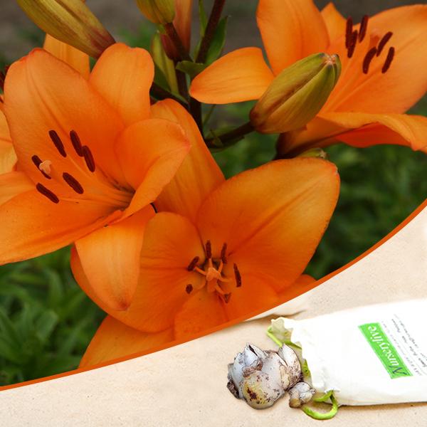 honesty asiatic lily (dark orange) - bulbs (set of 5)