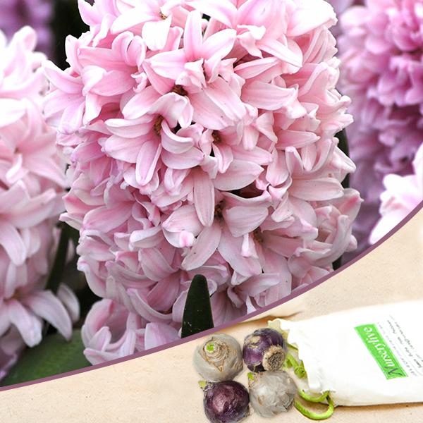 hyacinth apricot passion (baby pink) - bulbs (set of 5)