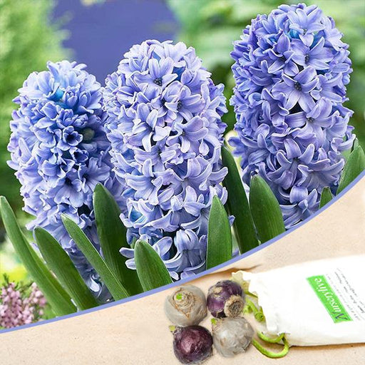 hyacinth (blue) - bulbs (set of 5)