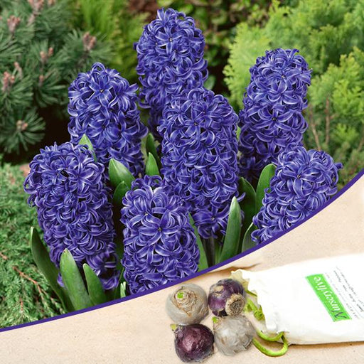 Buy Blue Flower Bulbs online from Nurserylive at lowest price.