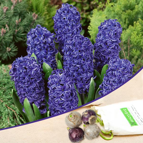 hyacinth (blue pearl) - bulbs (set of 5)