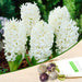 hyacinth carnegie (white) - bulbs (set of 5)