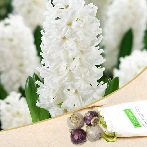 hyacinth fairy white - bulbs (set of 5)
