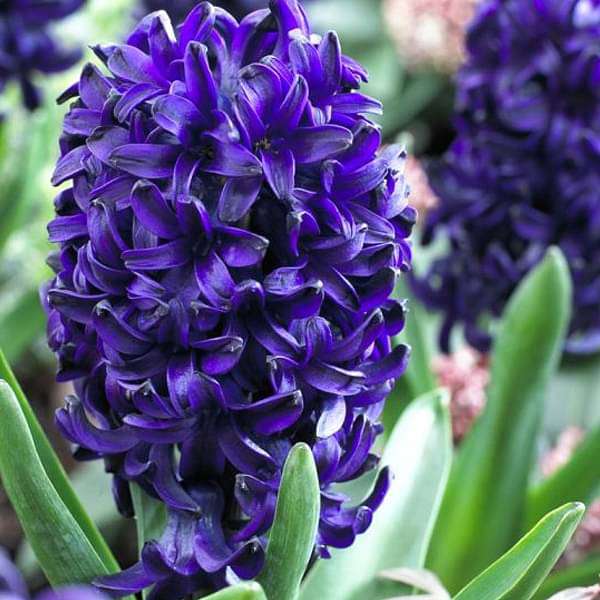 hyacinth ocean (purple) - bulbs (set of 5)