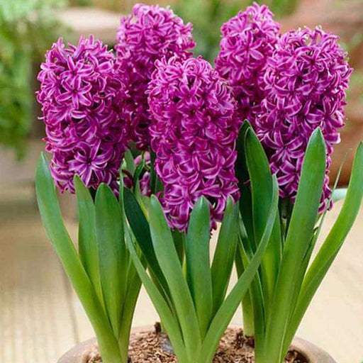 hyacinth (purple sensation) - bulbs (set of 5)