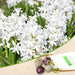 hyacinth (white multiflora) - bulbs (set of 5)