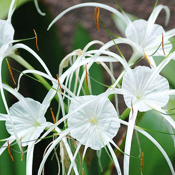 spider lily white plant Buy Hymenocallis littoralis, Spider Lily (White)