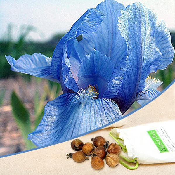 Buy Iris Flower Bulbs online from Nurserylive at lowest price.