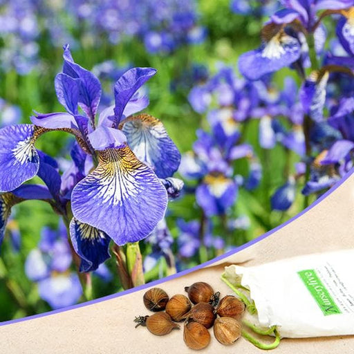Buy Blue Flower Bulbs online from Nurserylive at lowest price.