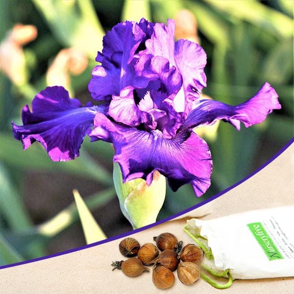 iris daylight (purple) - bulbs (set of 5)