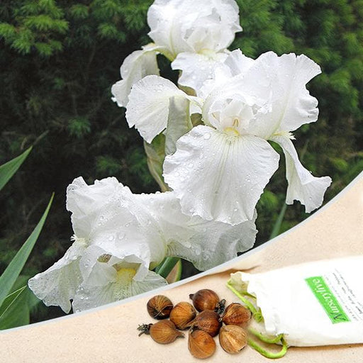 iris germanica (white magic) - bulbs (set of 5)