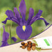 iris (purple) - bulbs (set of 5)