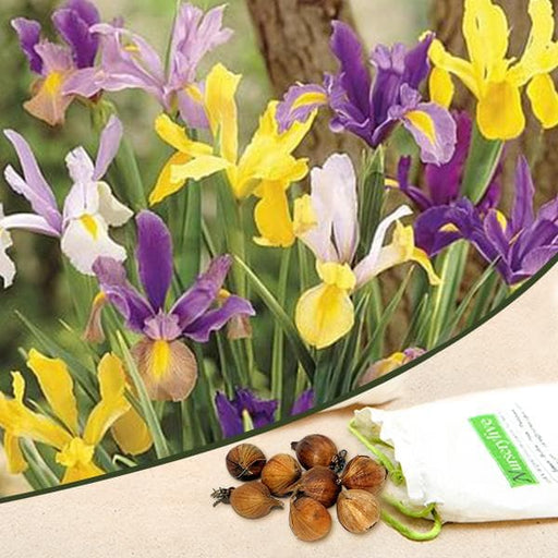 iris xiphium - bulbs (set of 5)