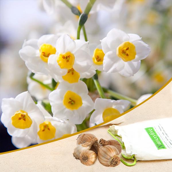 daffodil tazetta (white) - bulbs (set of 5)