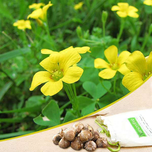 oxalis plant seeds Buy Oxalis (Yellow) - Bulbs