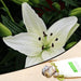 tavira asiatic lily (white) - bulbs (set of 5)