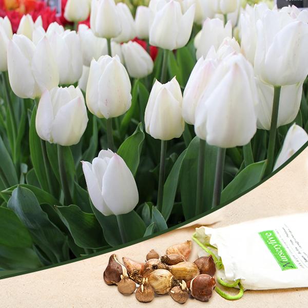 tulip agrass (white) - bulbs (set of 5)