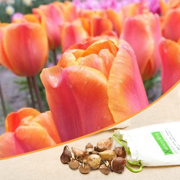 tulip annie schilder (orange) - bulbs (set of 5)