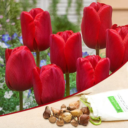 tulip arie hoek (red) - bulbs (set of 5)