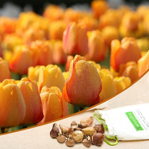 tulip blushing apeldoorn (yellow) - bulbs (set of 5)