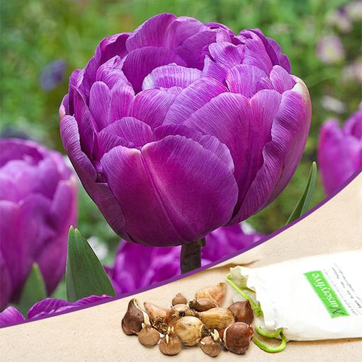 tulip diamond (purple) - bulbs (set of 5)