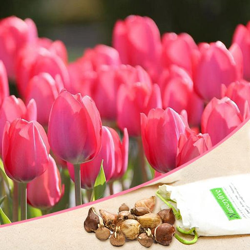 tulip van eijk (pink) - bulbs (set of 5)