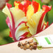 tulip flame (yellow - bulbs (set of 5)