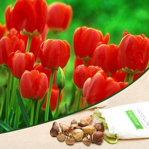 tulip flower seeds online Buy Tulip Fusor (Red)