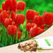 tulip fusor (red) - bulbs (set of 5)