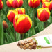tulip jan seignette (yellow - bulbs (set of 5)