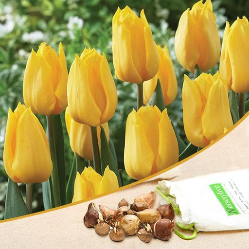 tulip kikomachi (yellow) - bulbs (set of 5)