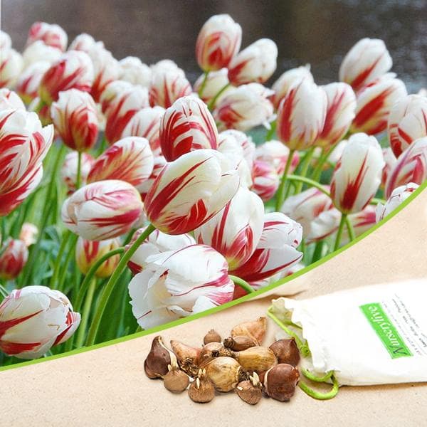 tulip leen van demark (red - bulbs (set of 5)