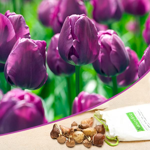 Buy Tulip Negrita (Magenta) - Bulbs (set of 5) online from Nurserylive ...