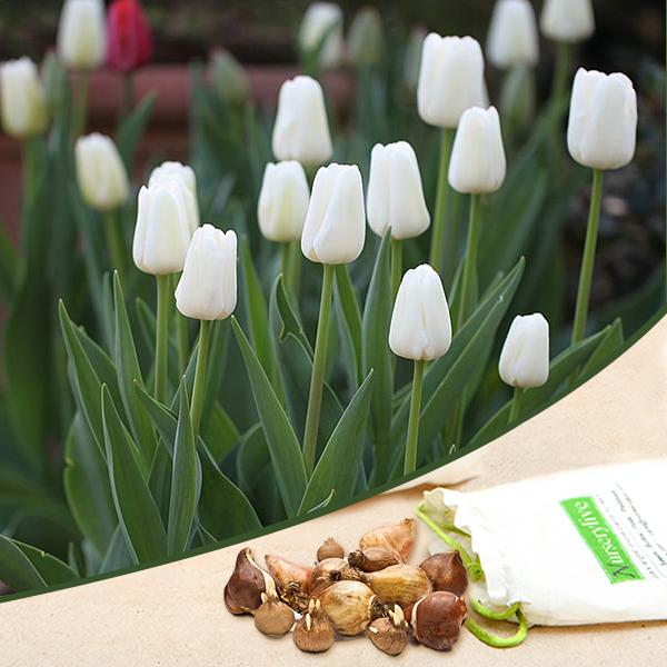 tulip prince (white) - bulbs (set of 5)