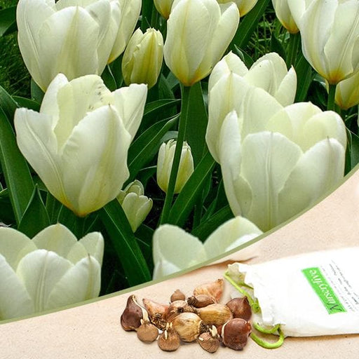 tulip purissima (cream white) - bulbs (set of 5)