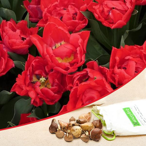 tulip redmar (red) - bulbs (set of 5)