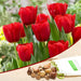 tulip seadov (red) - bulbs (set of 5)