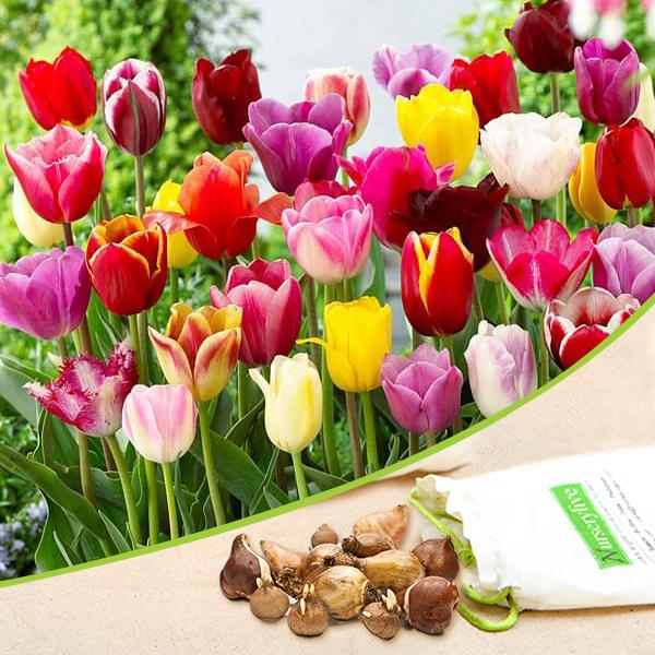 tulip - bulbs