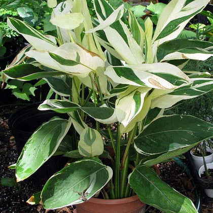 variegated arrowroot plant indoor Buy Variegated Arrow Root, Maranta arundinacea