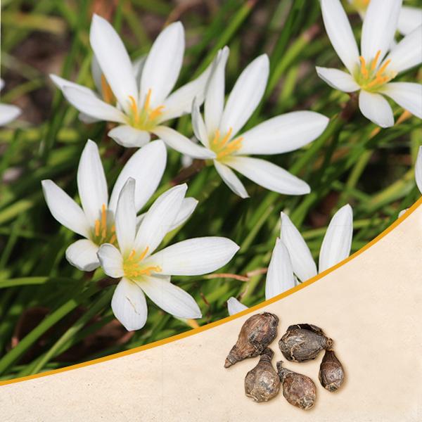 Buy Zephyranthes Lily, Rain Lily (White)